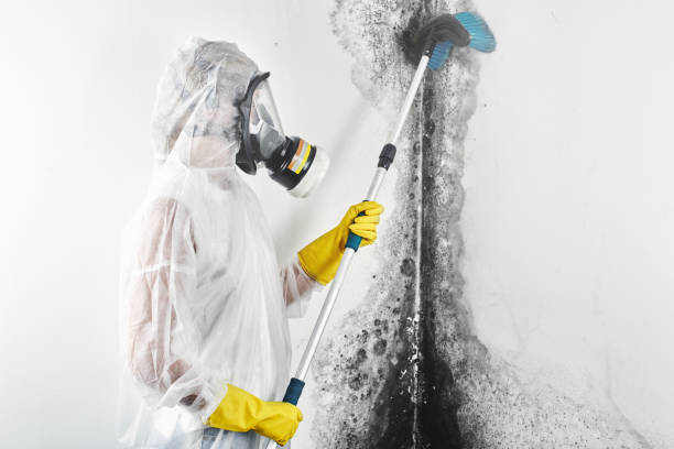  , USA Mold Removal Pros